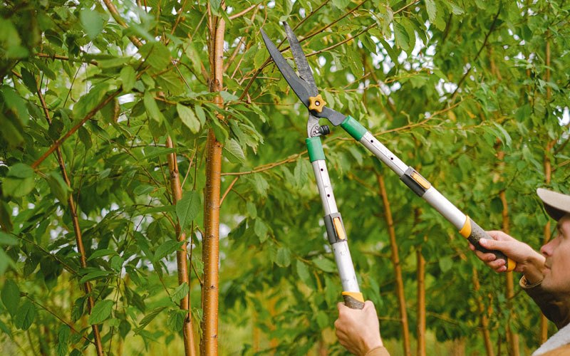 Tree trimming in Stanfordville, NY